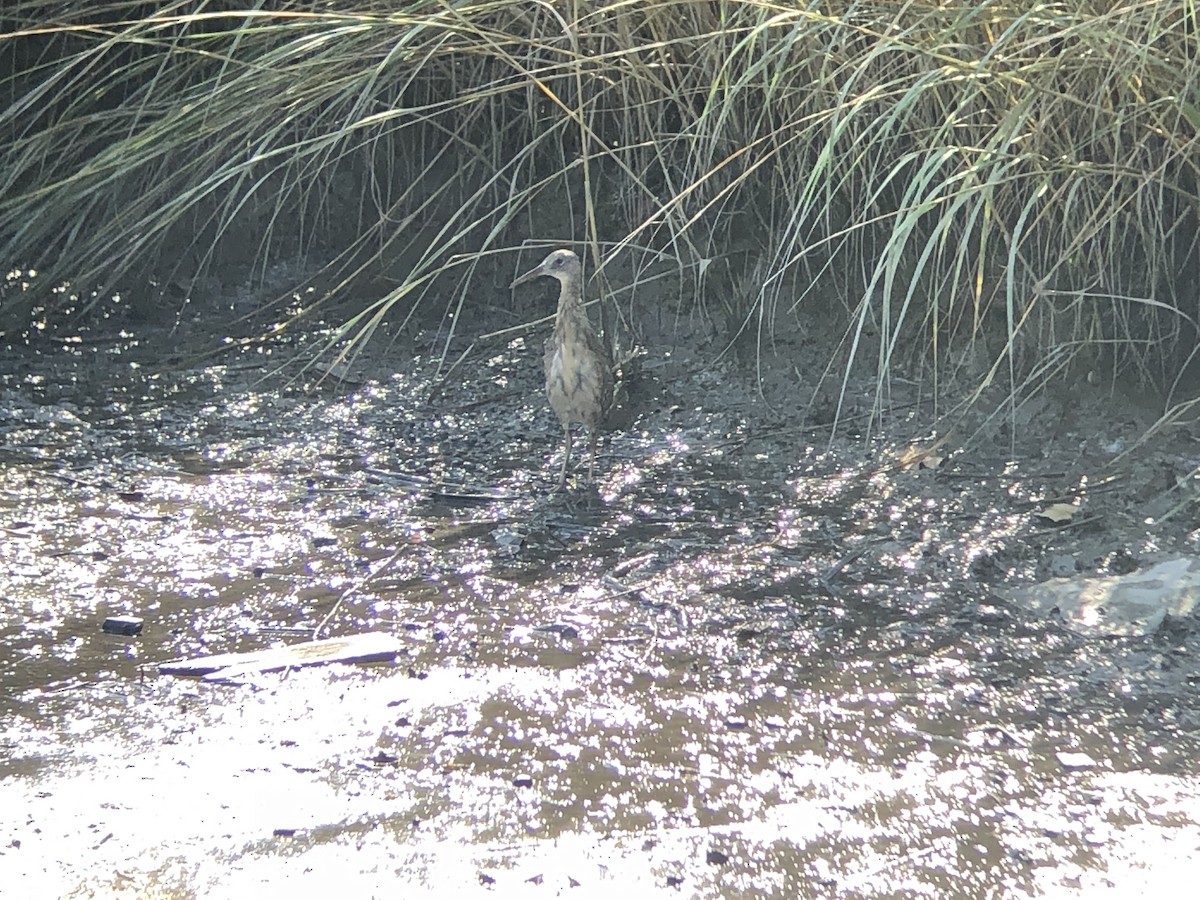 Clapper Rail (Atlantic Coast) - Marshall Iliff