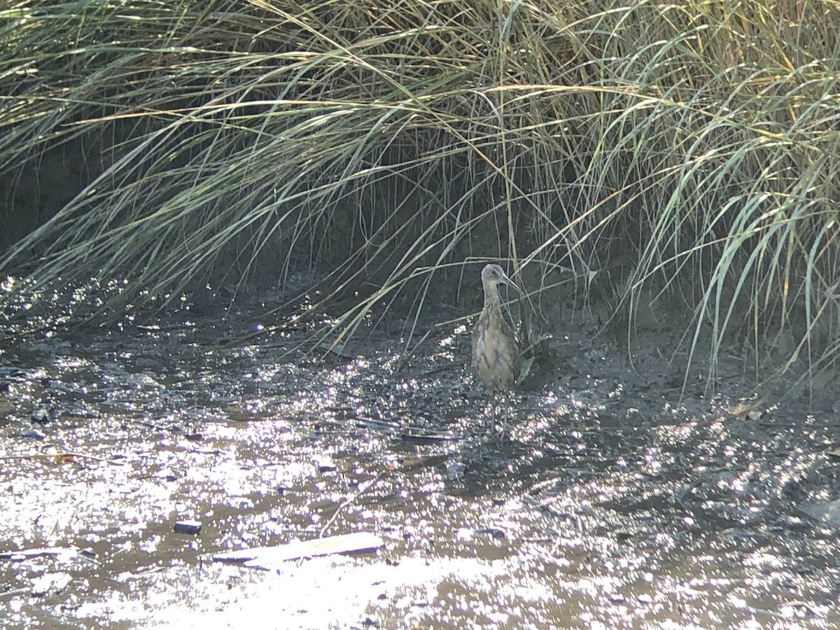 Clapper Rail (Atlantic Coast) - Marshall Iliff