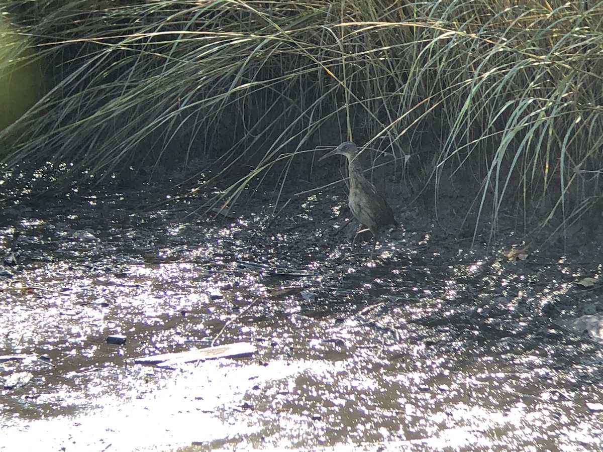 Clapper Rail (Atlantic Coast) - ML379902901