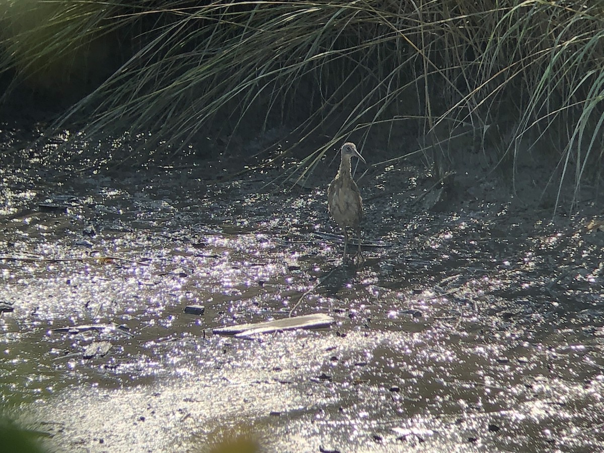 Clapper Rail (Atlantic Coast) - ML379902931