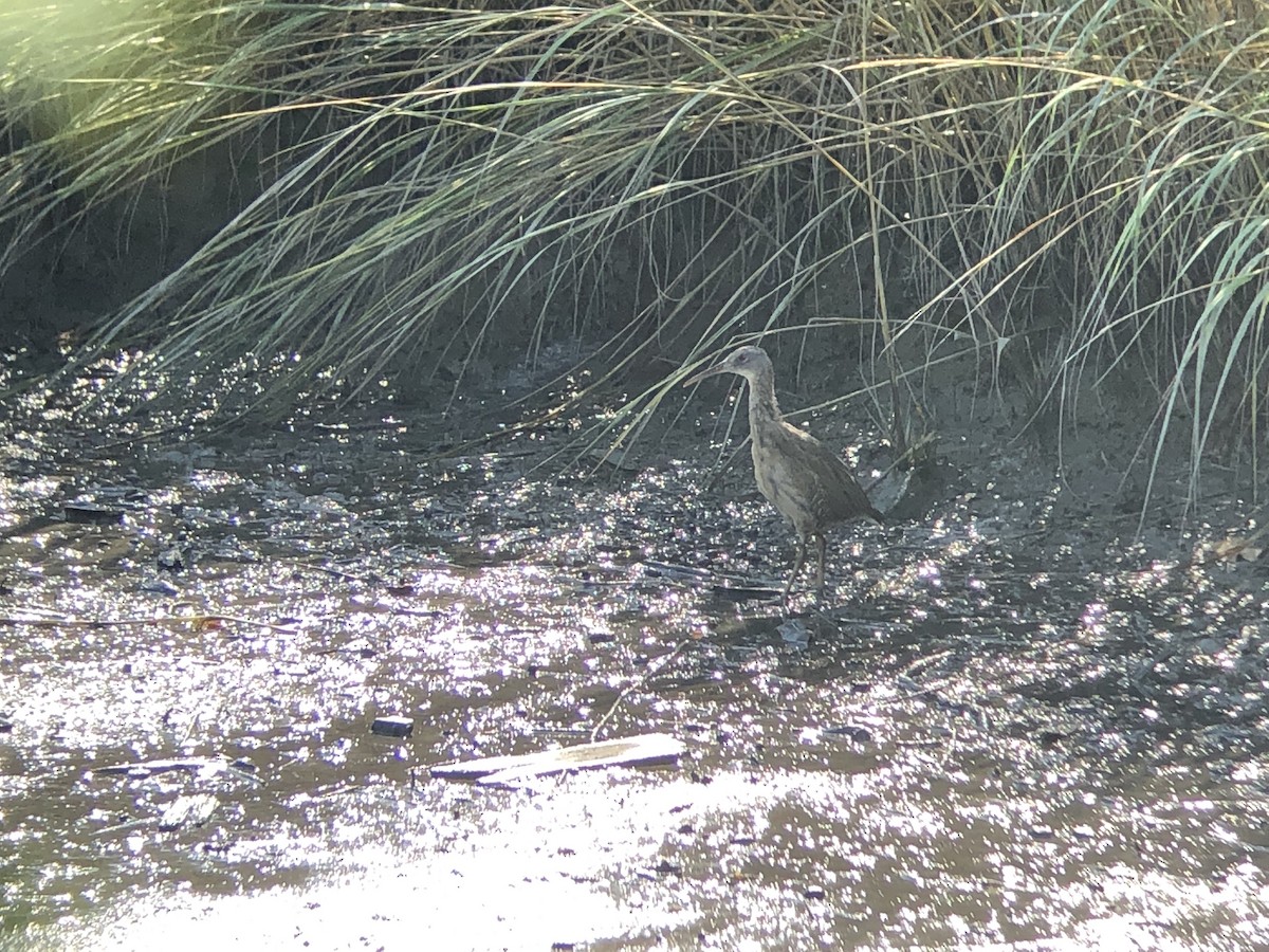 Clapper Rail (Atlantic Coast) - ML379902951