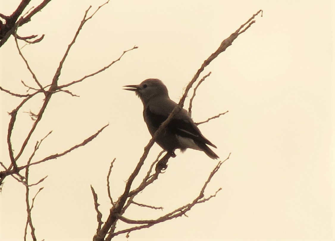 Clark's Nutcracker - Peter Blancher