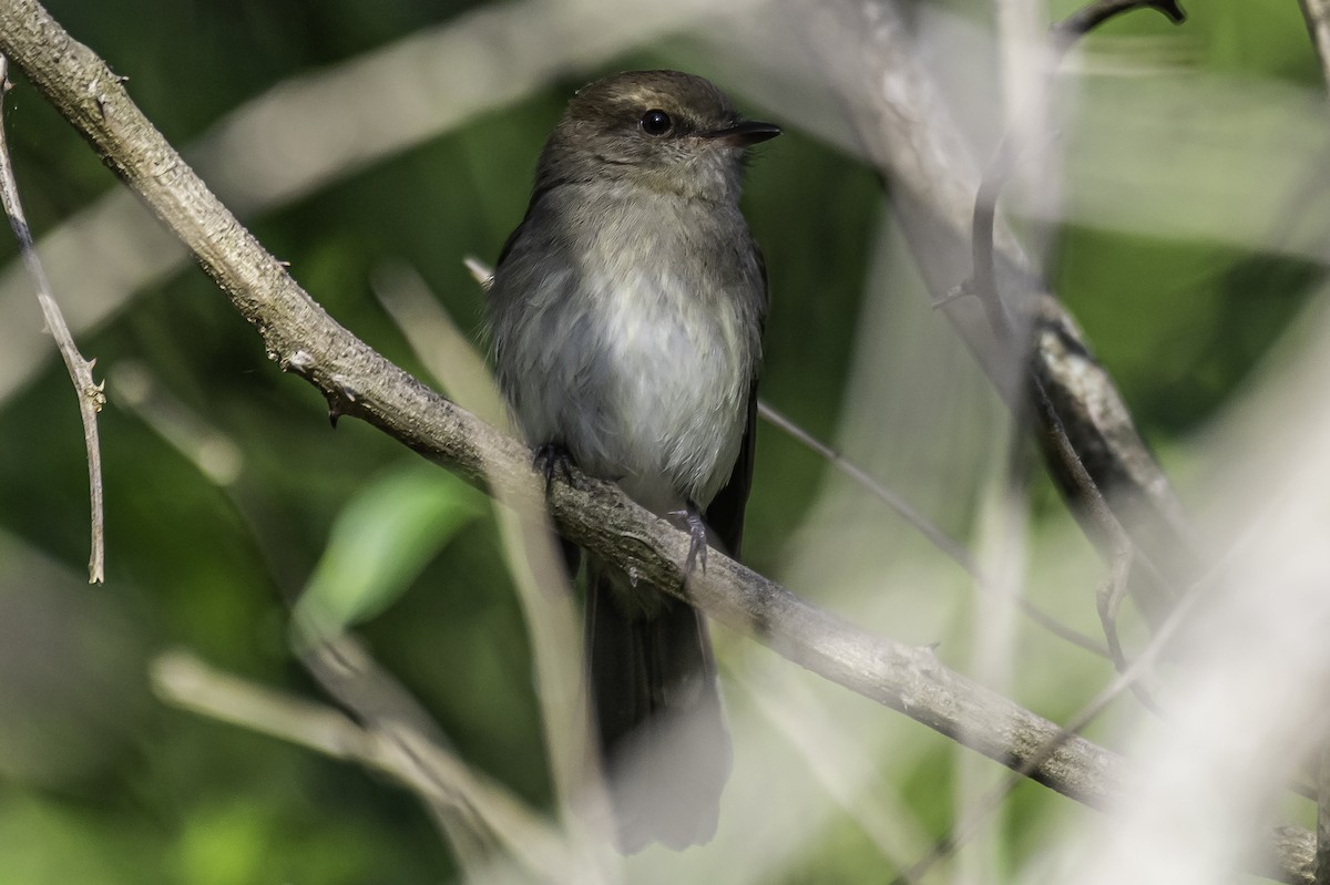 Fuscous Flycatcher - ML379903921