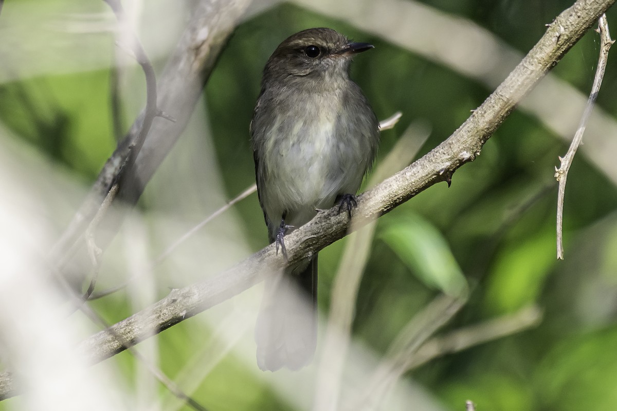 Fuscous Flycatcher - ML379904021