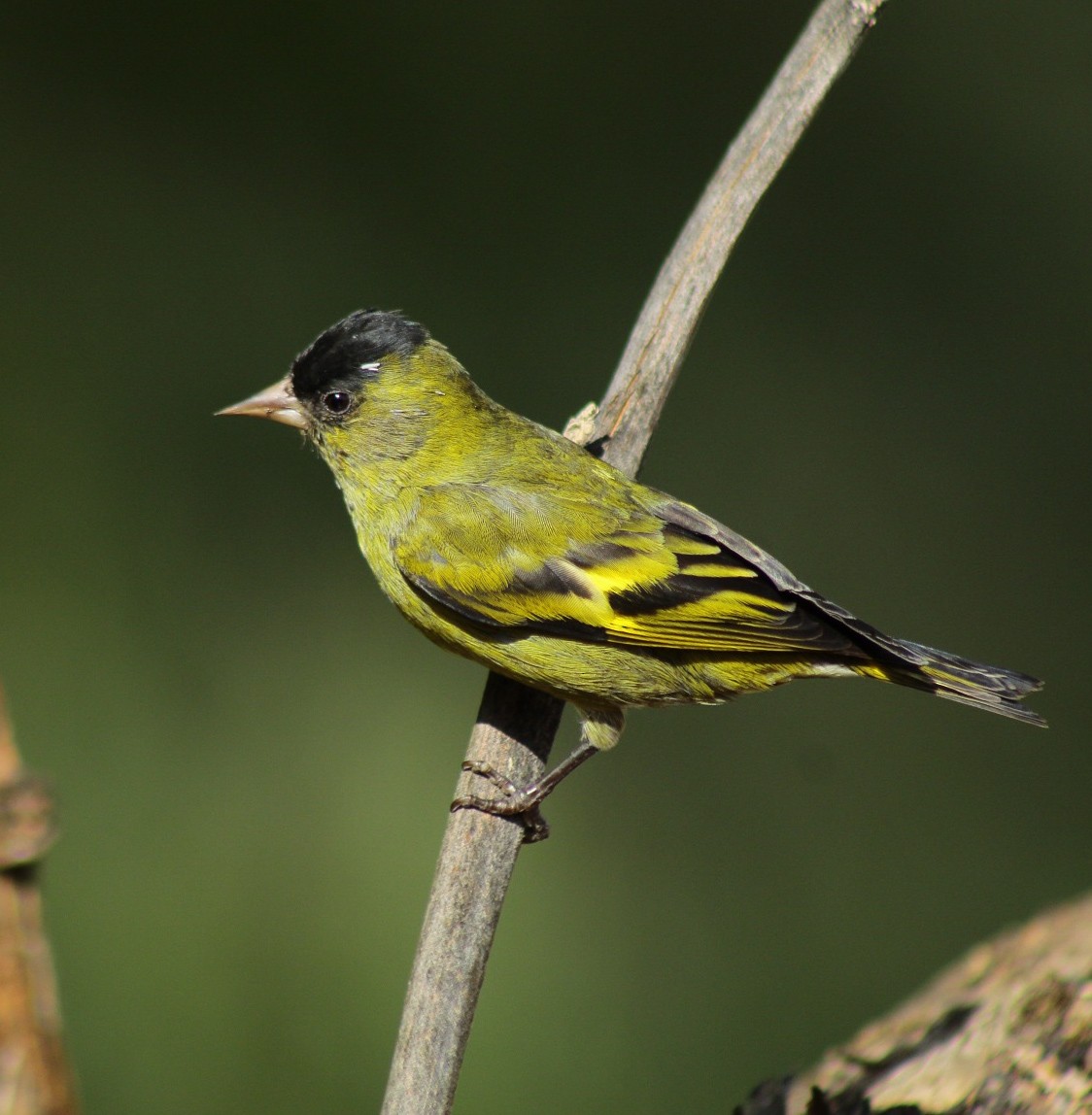 Black-capped Siskin - Esteban Matías (birding guide) Sierra de los Cuchumatanes Huehuetenango esteban.matias@hotmail.com                             +502 53810540