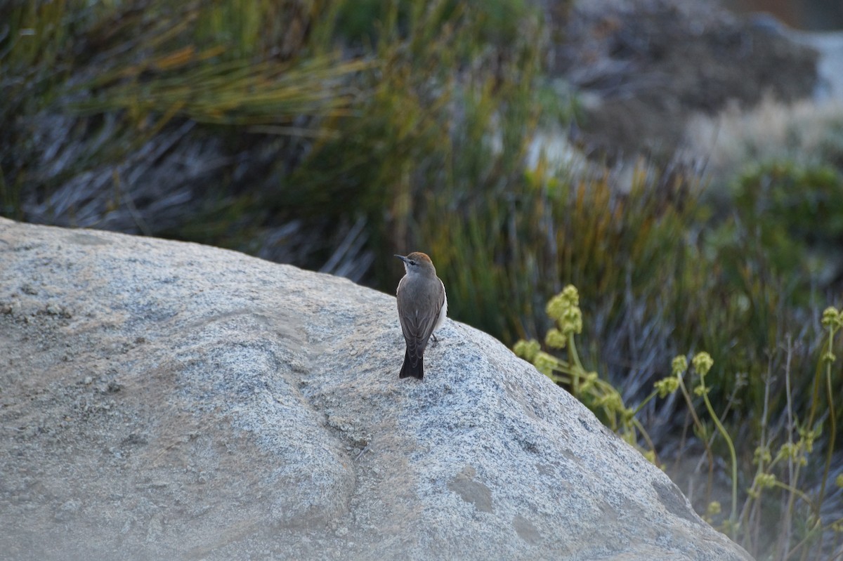 White-browed Ground-Tyrant - ML37990511