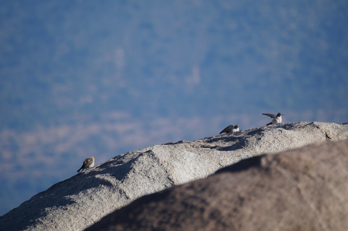 White-browed Ground-Tyrant - ML37990581