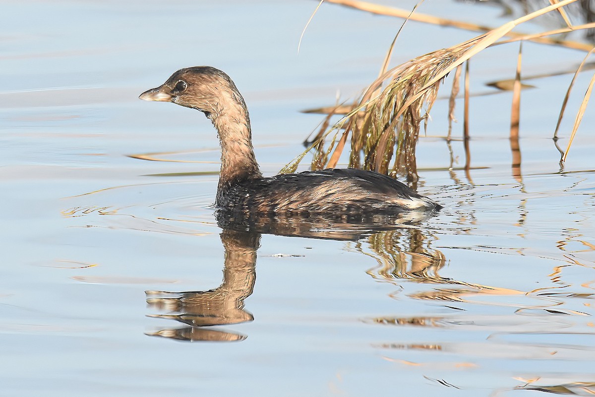 Pied-billed Grebe - ML379906471