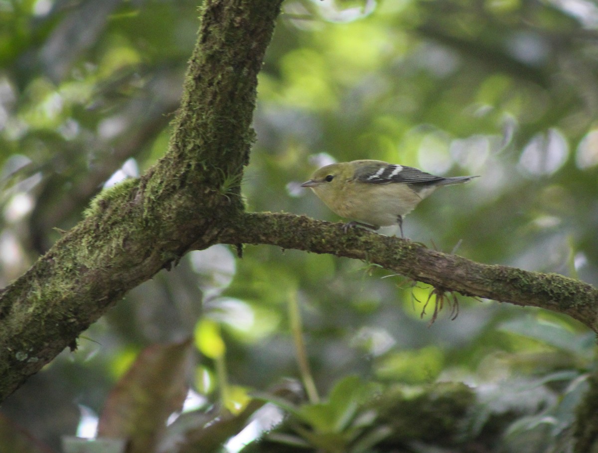 Bay-breasted Warbler - ML379906721