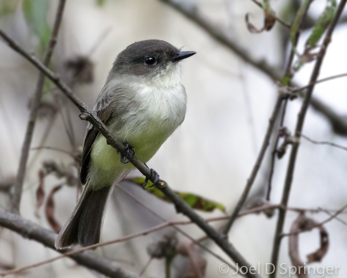 Eastern Phoebe - ML379908731