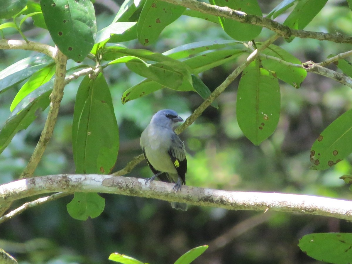 Yellow-winged Tanager - ML37990881
