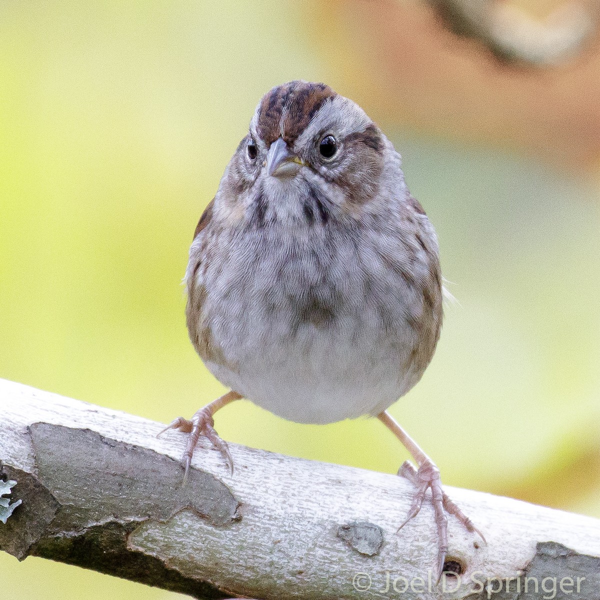 Swamp Sparrow - ML379908921