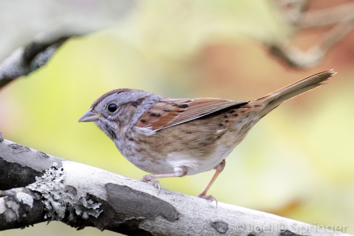 Swamp Sparrow - ML379908931