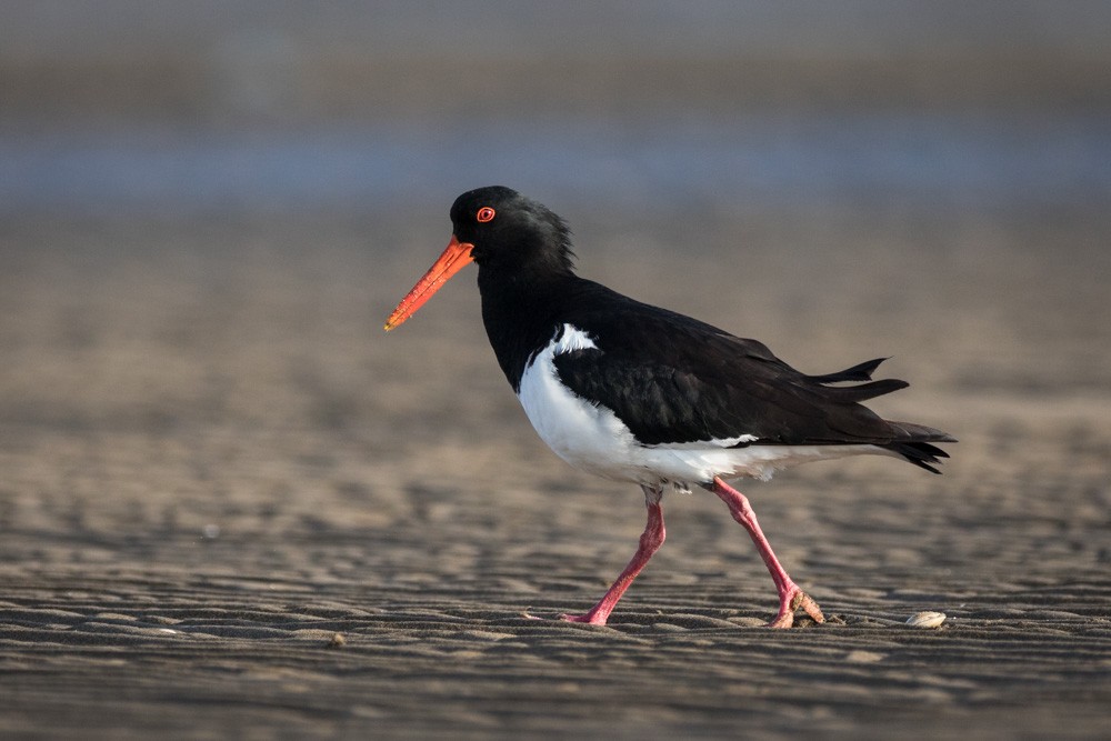 Pied Oystercatcher - Malcolm Graham