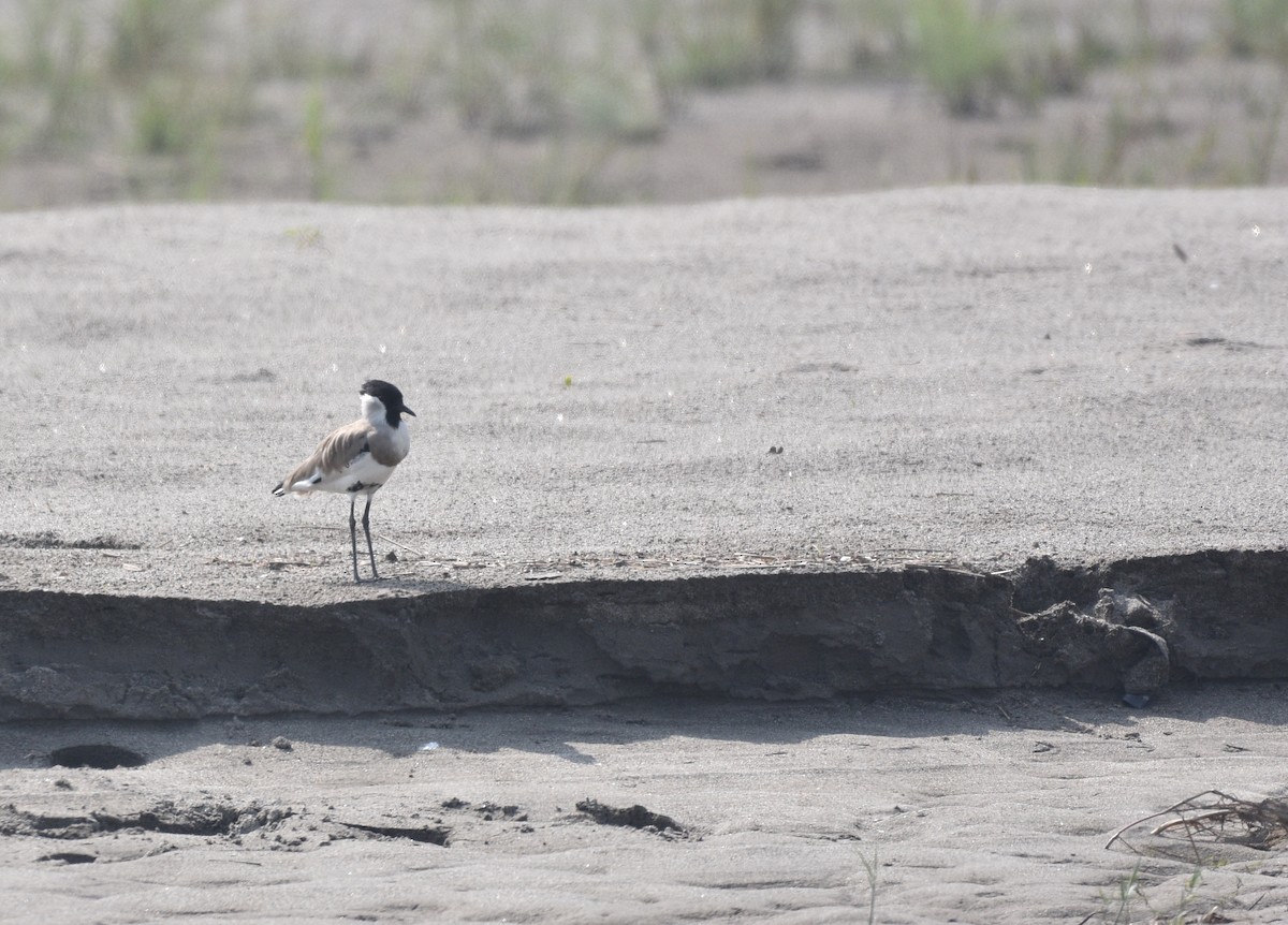 River Lapwing - ML379912661