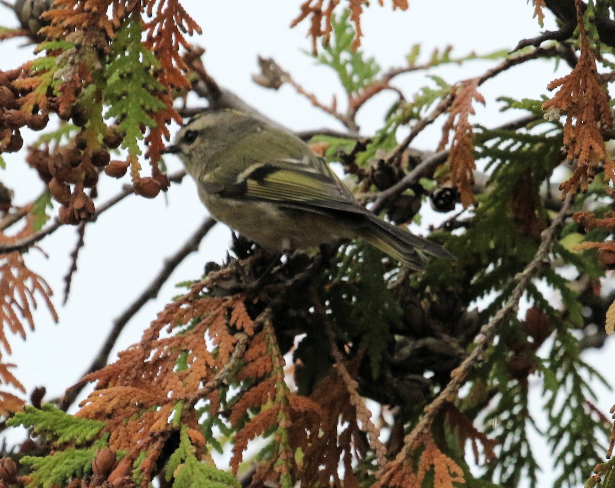 Golden-crowned Kinglet - ML379916221