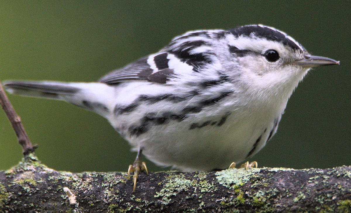 Black-and-white Warbler - Kerry Loux