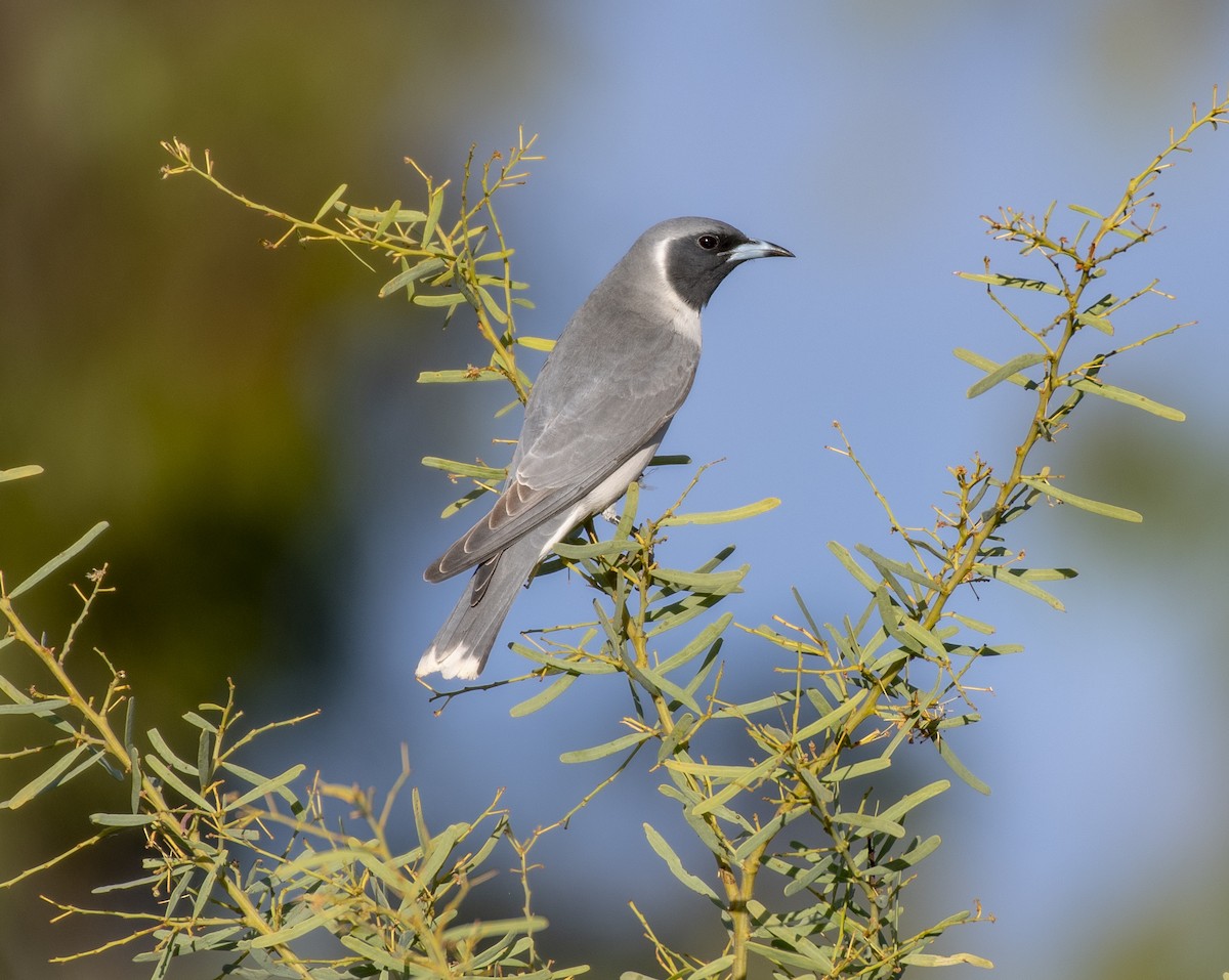 Masked Woodswallow - Campbell Paine