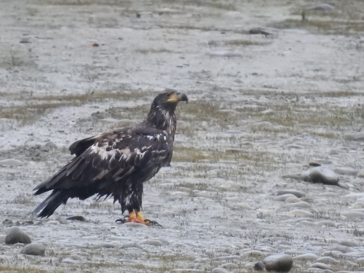 Bald Eagle - ML379917911