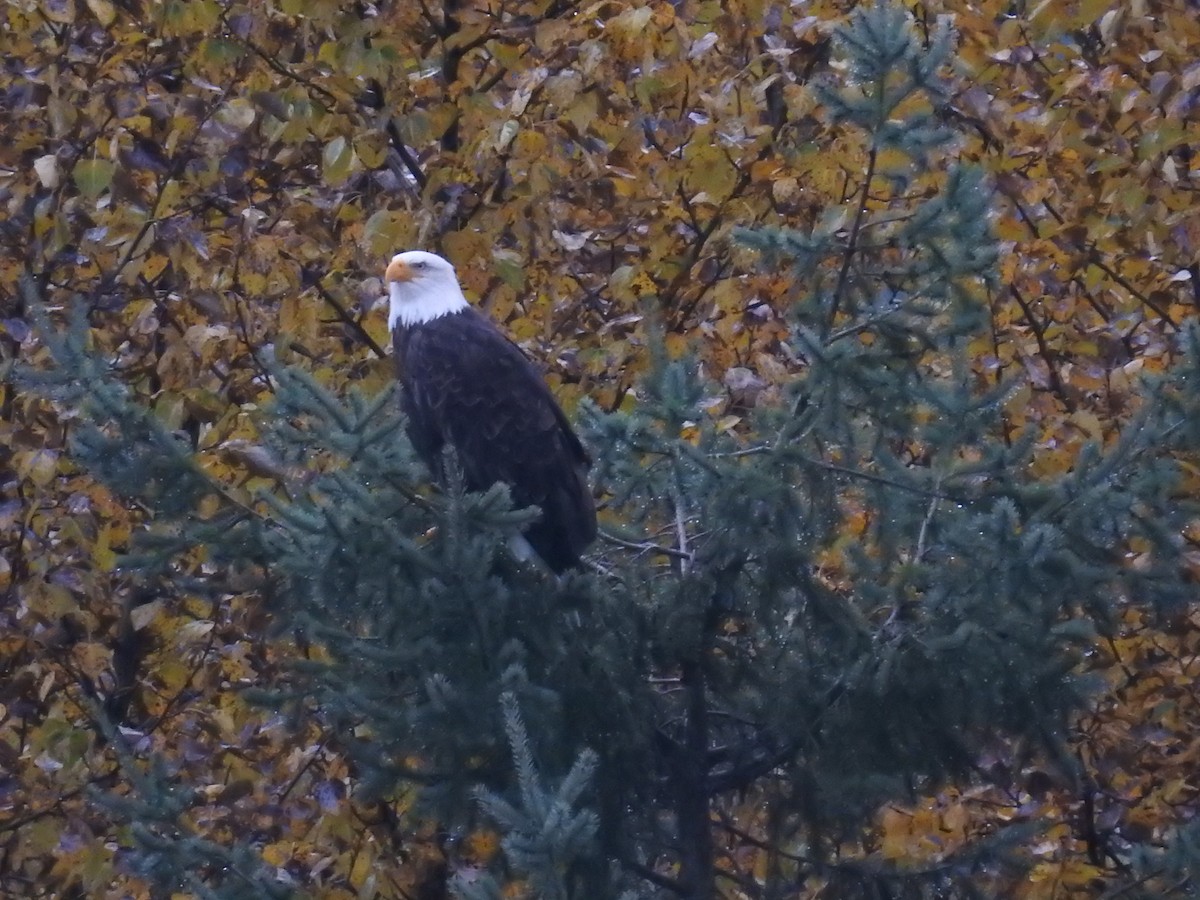 Bald Eagle - ML379918261