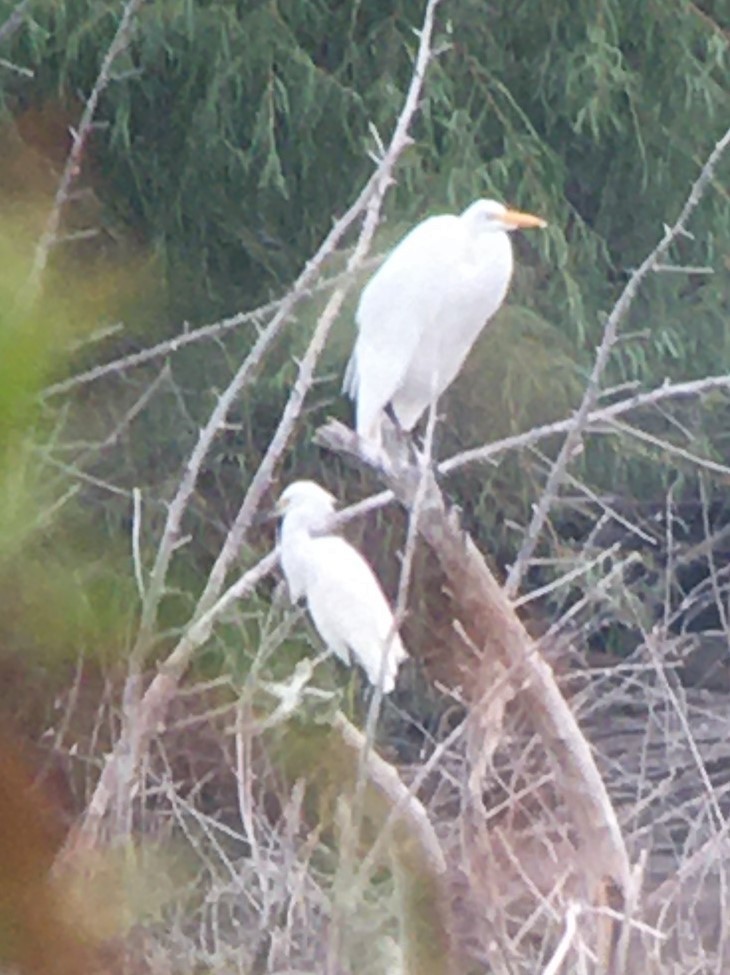 Snowy Egret - ML379918911