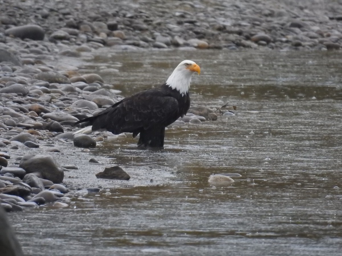Bald Eagle - ML379919031