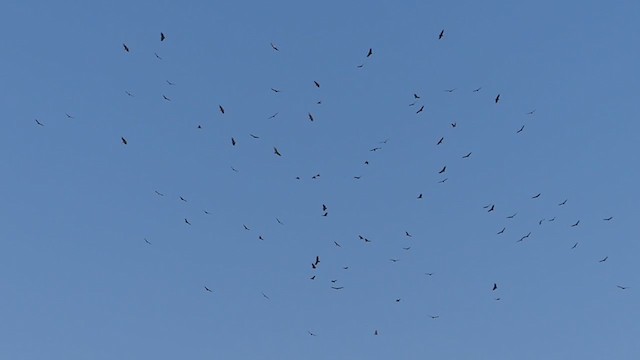 Black Vulture - ML379919321