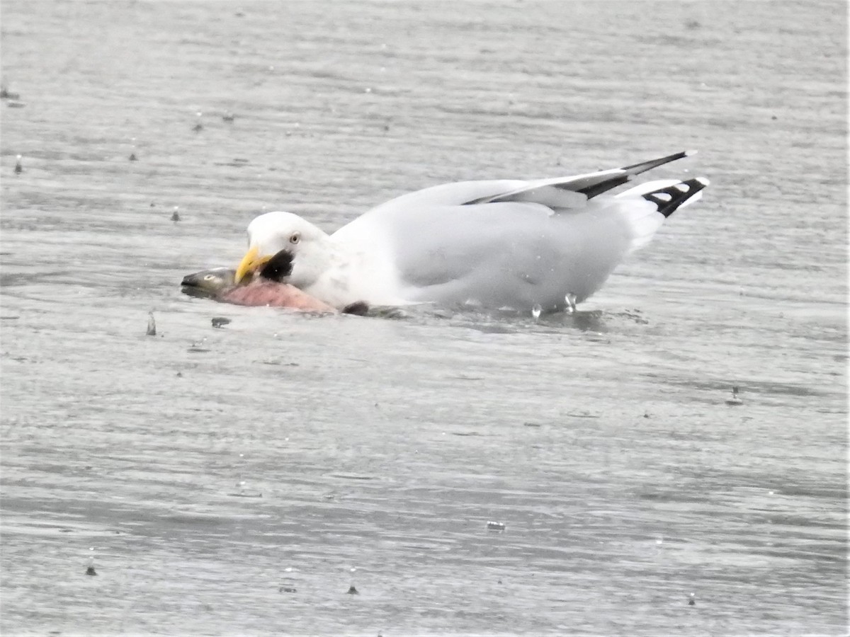 American Herring Gull - ML379919521