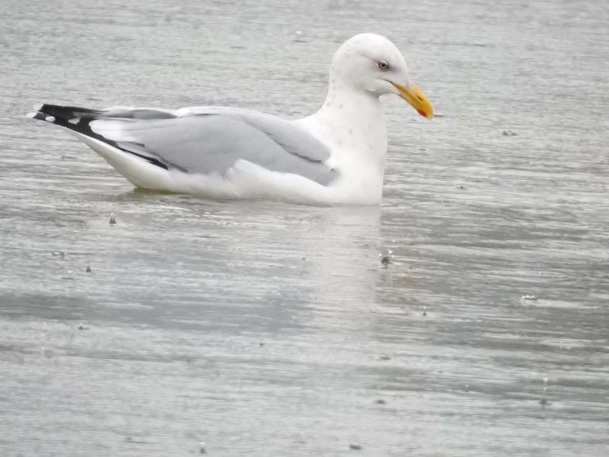 American Herring Gull - ML379919531