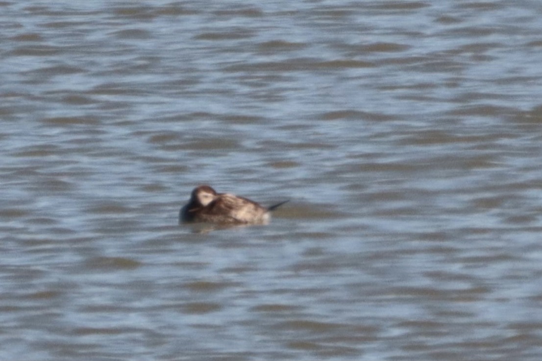 Ruddy Duck - ML379920451