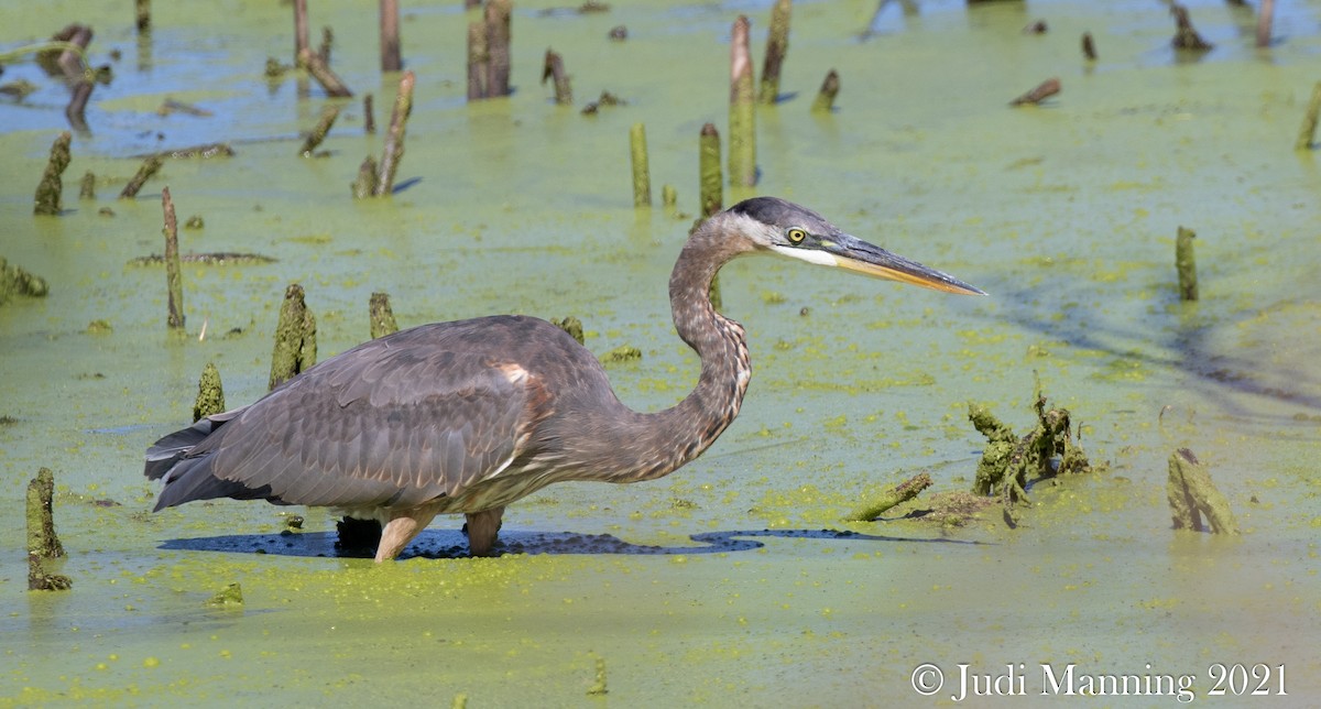 Great Blue Heron - ML379920811