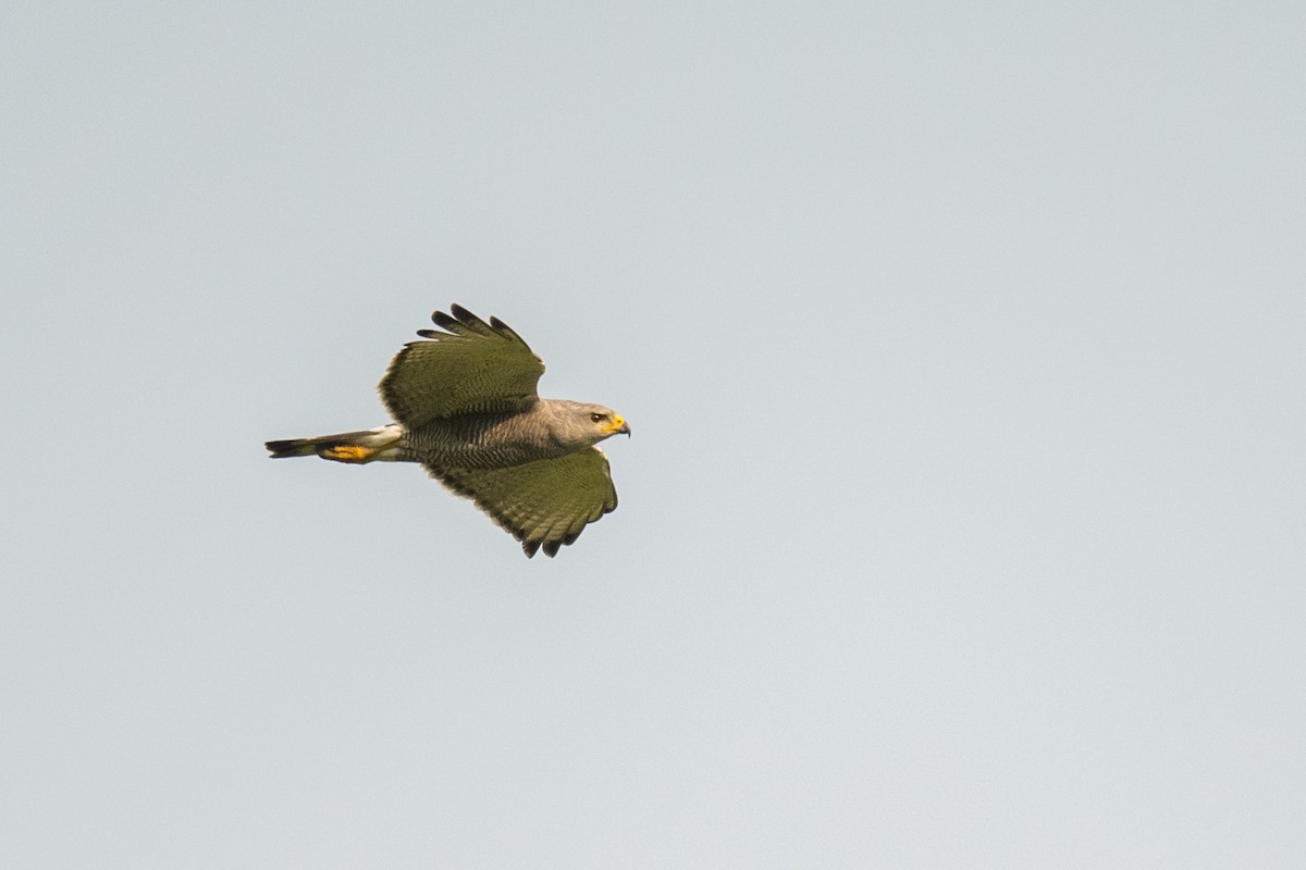 Gray Hawk - ML379921161