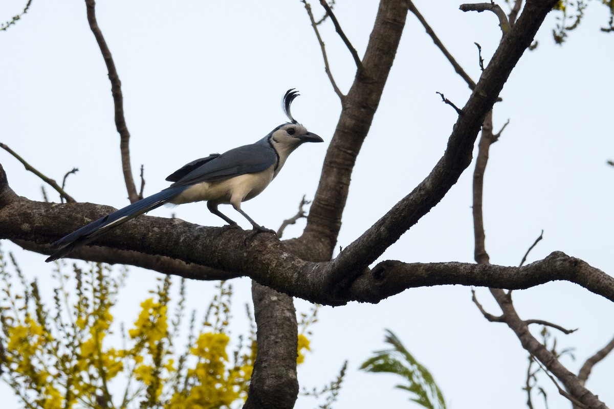 White-throated Magpie-Jay - ML379922071
