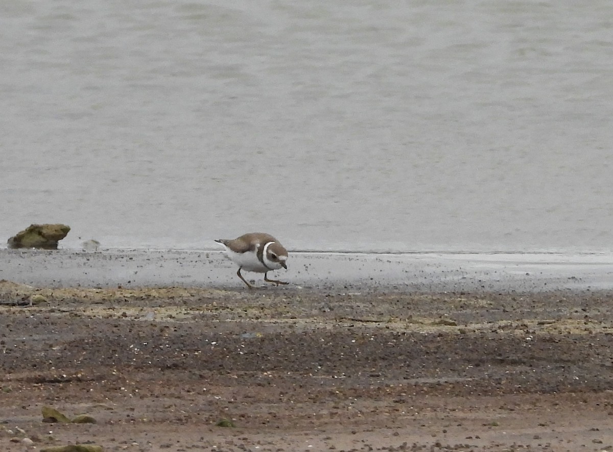 Semipalmated Plover - ML379926741