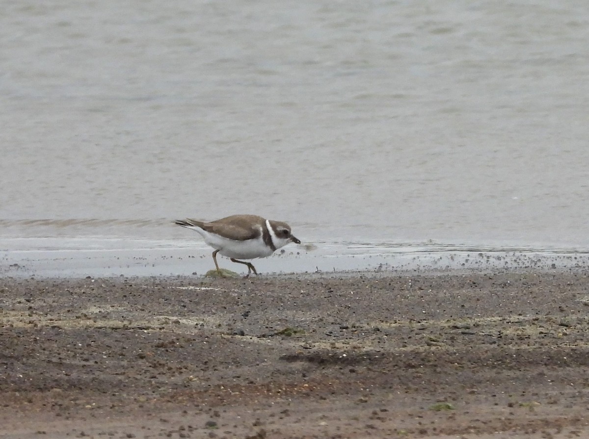 Semipalmated Plover - ML379927001