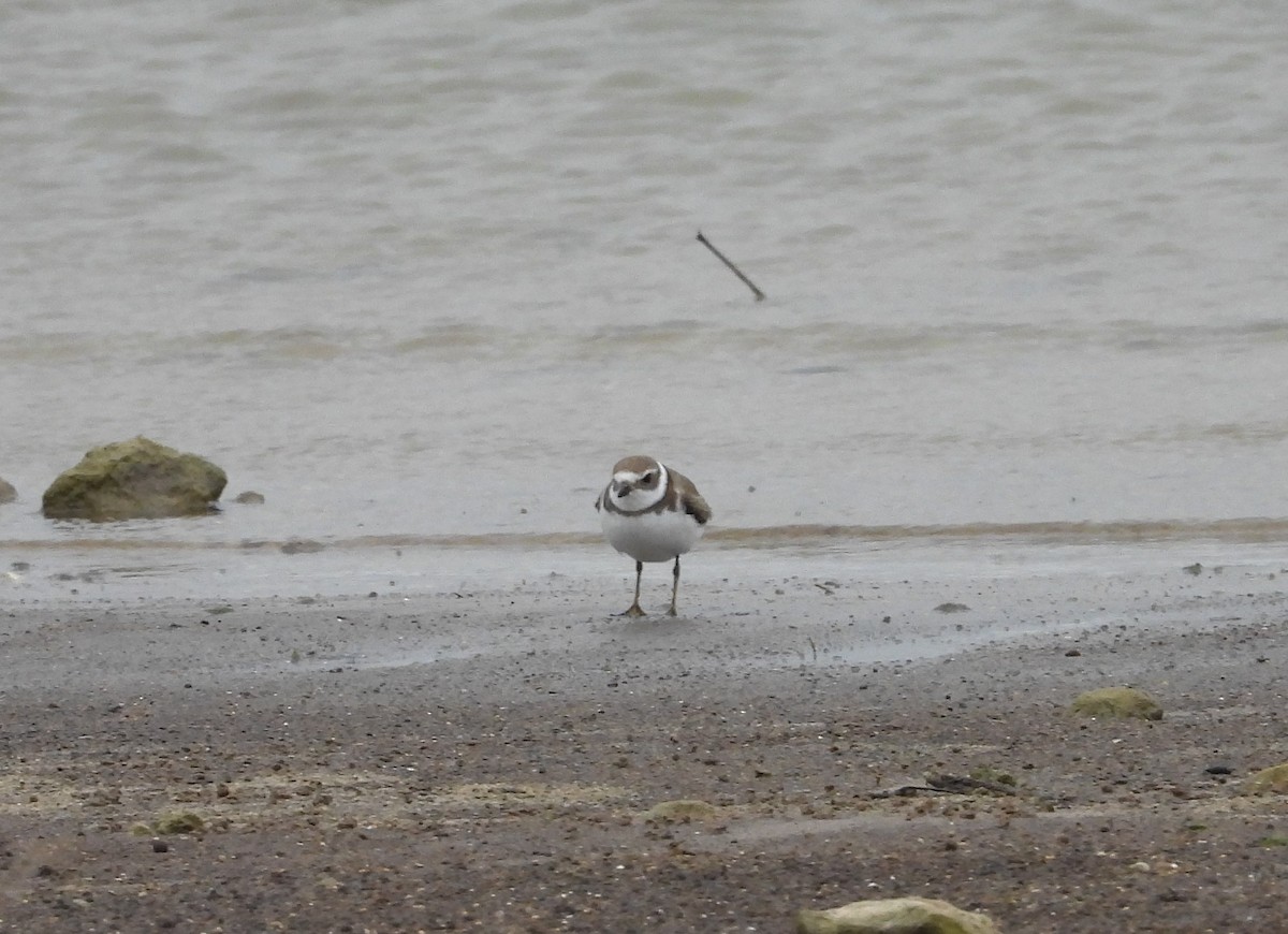 Semipalmated Plover - ML379927121