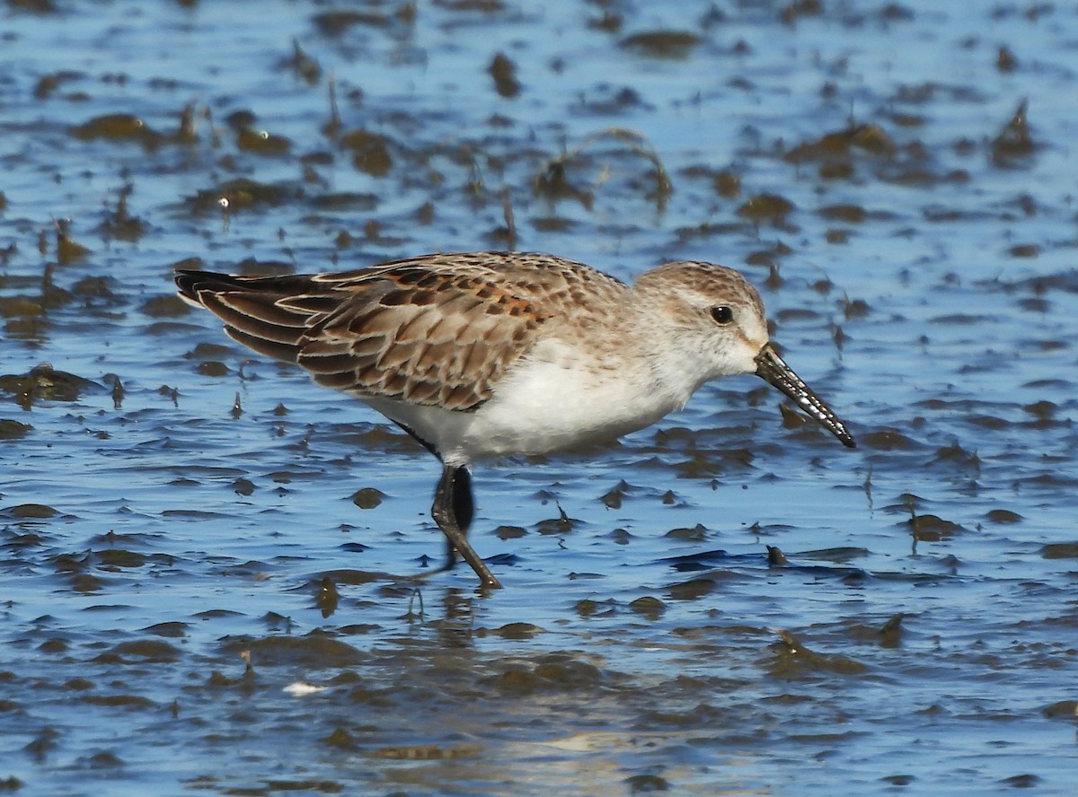 Western Sandpiper - Teale Fristoe