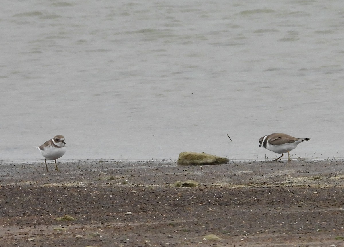 Semipalmated Plover - ML379927331