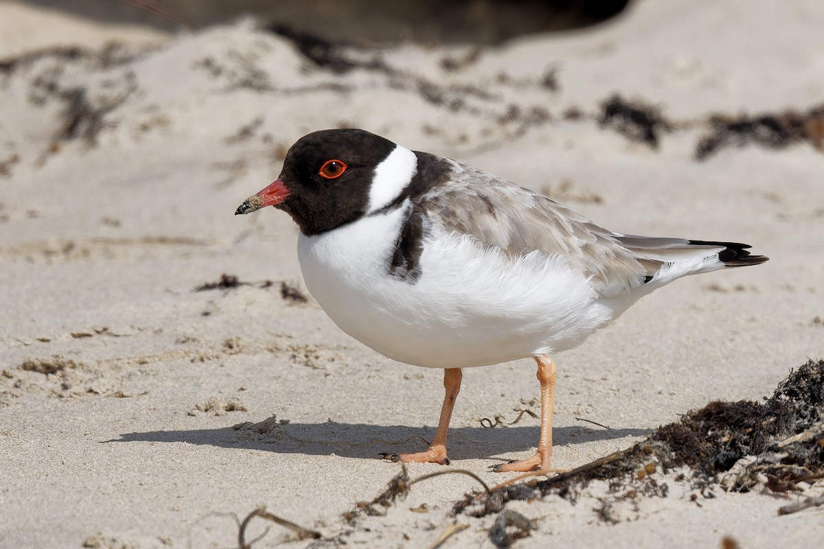 Hooded Plover - ML379927941