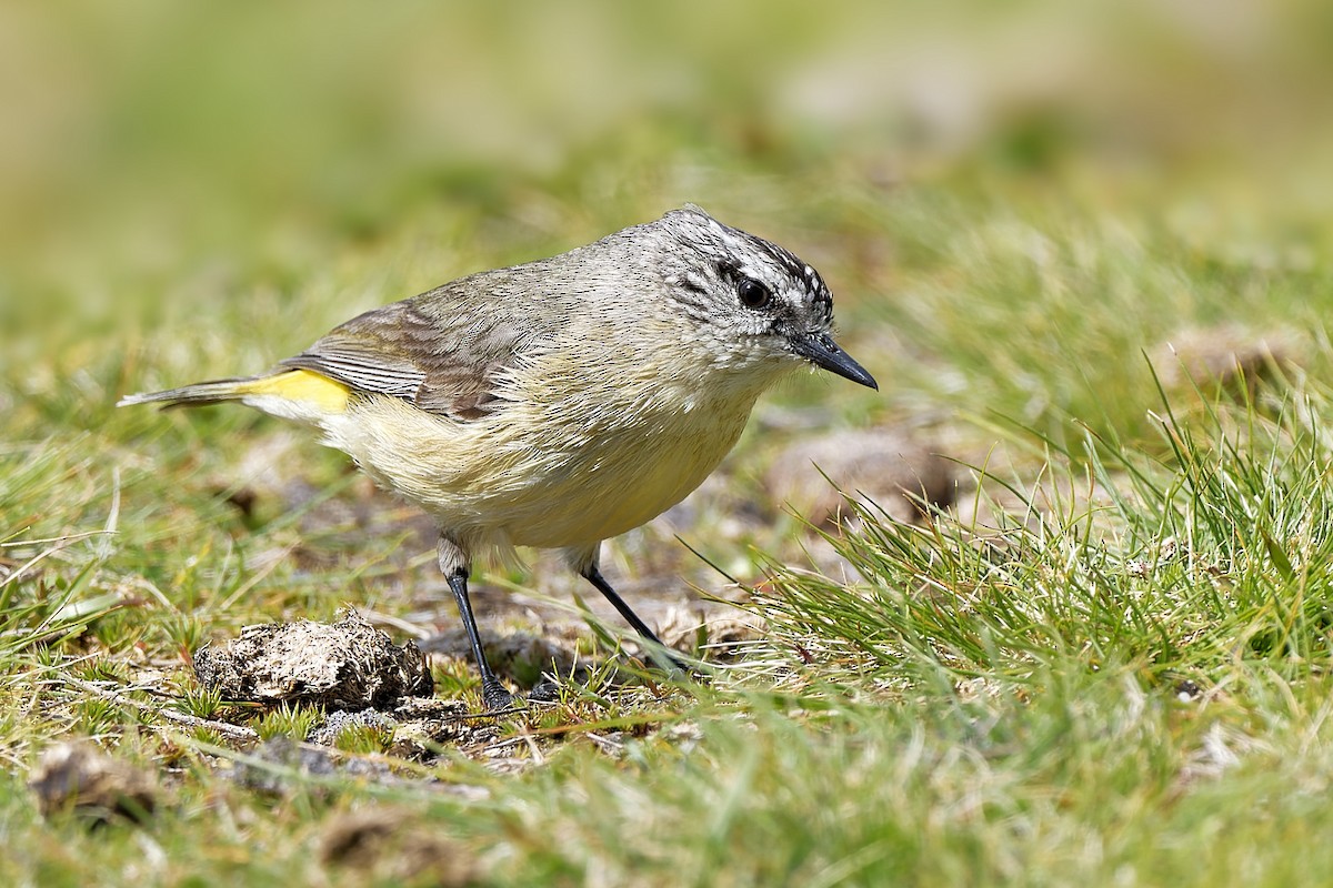 Yellow-rumped Thornbill - ML379928671