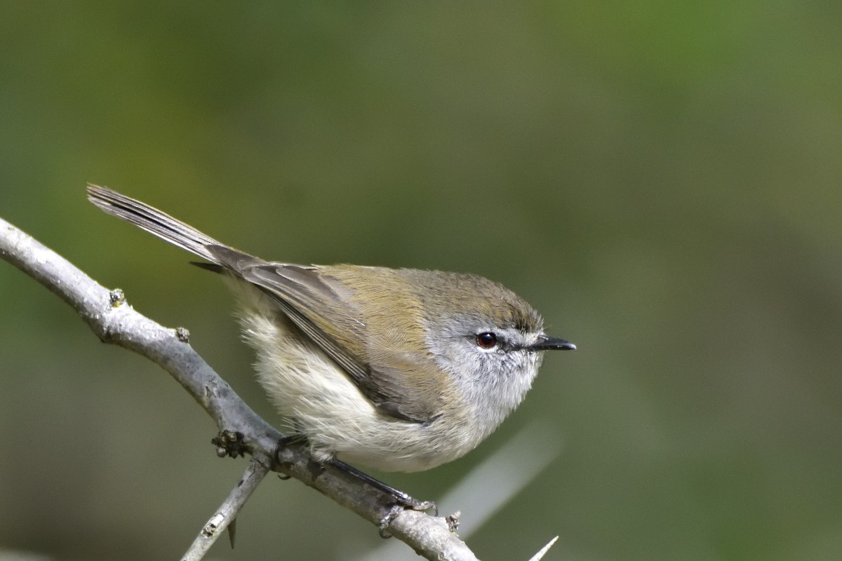 Brown Gerygone - ML379929221