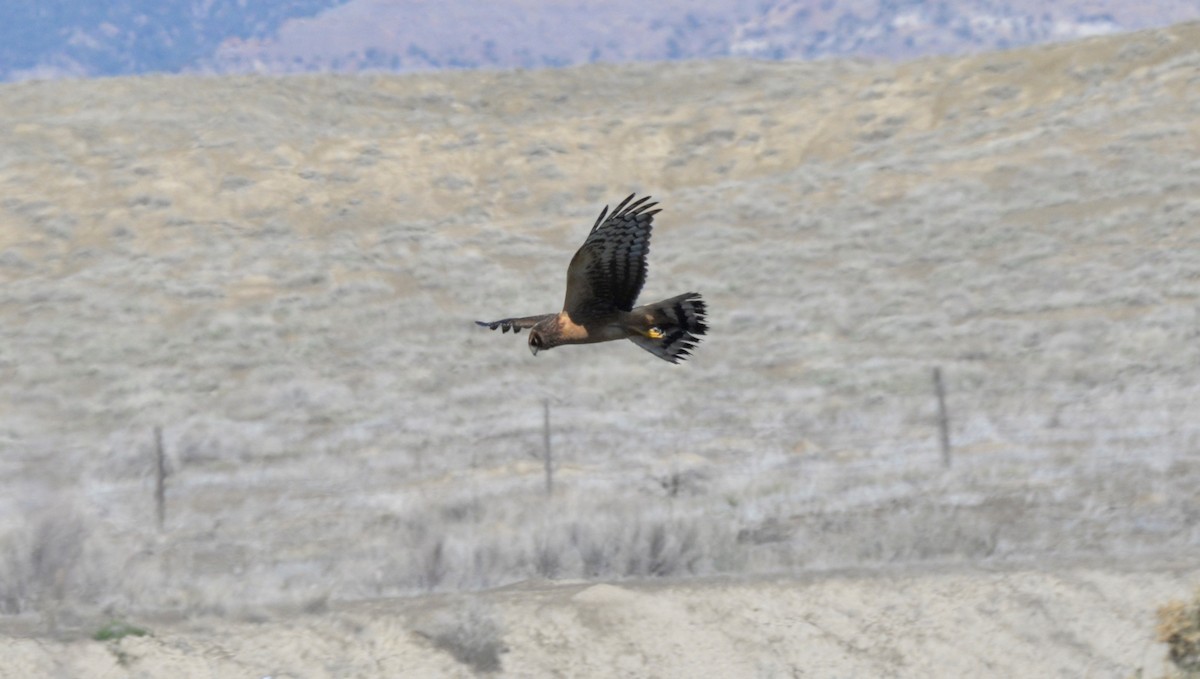 Northern Harrier - Robert Walling