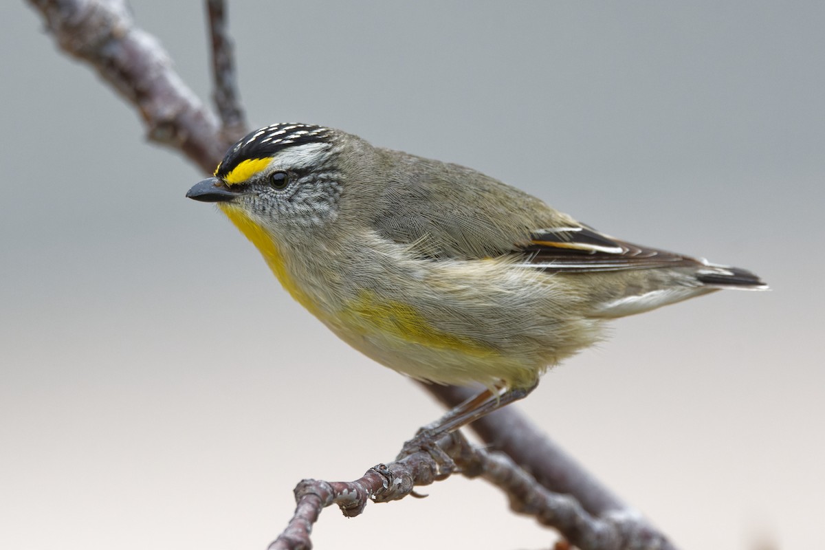 Striated Pardalote - ML379930891