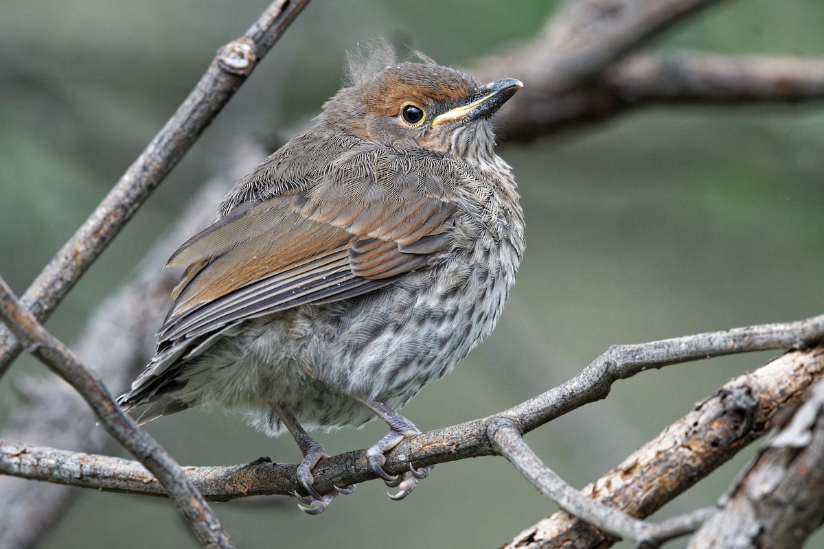 Gray Shrikethrush - ML379931111