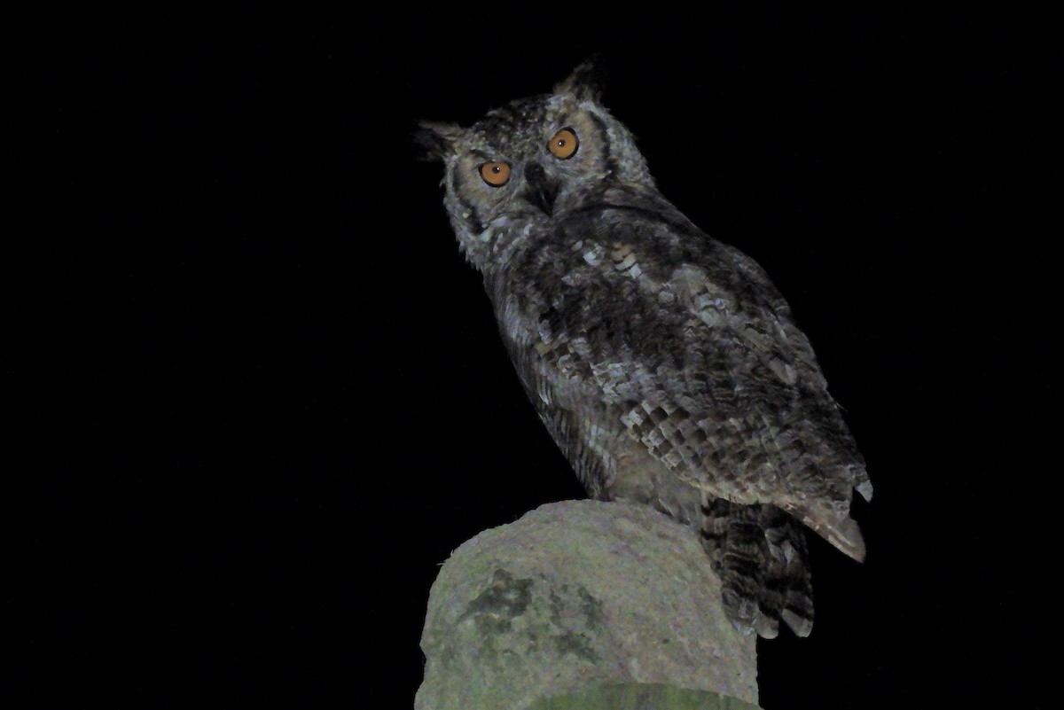 Great Horned Owl - ML379931251