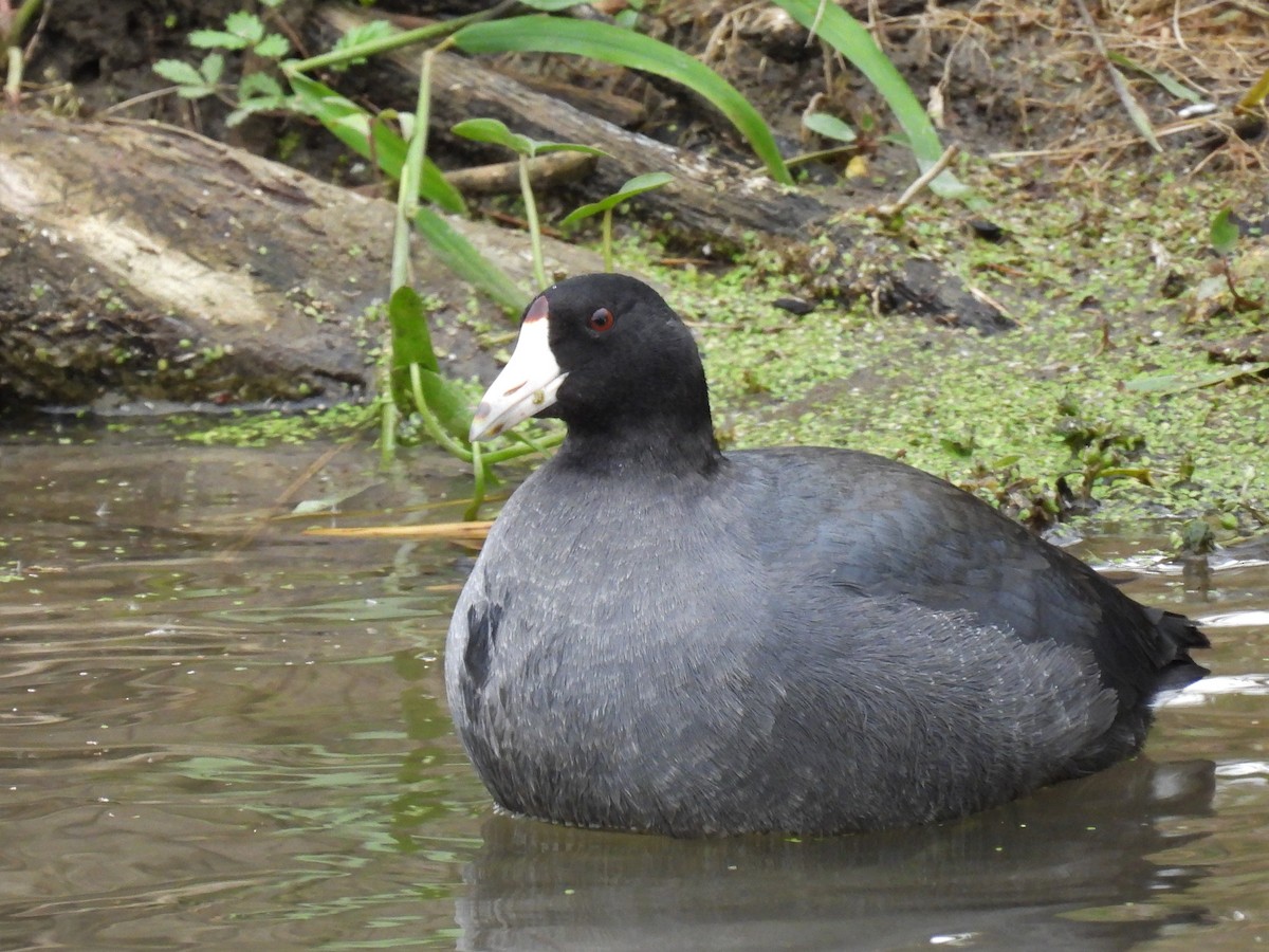 American Coot - Thane Dinsdale