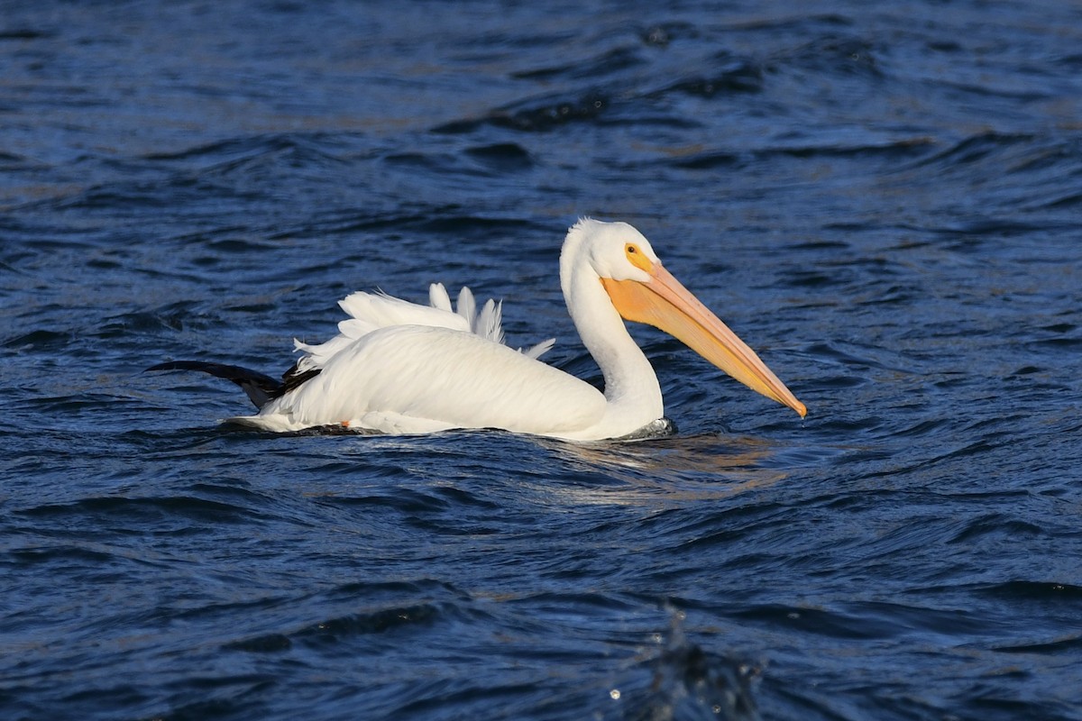 American White Pelican - ML379931841