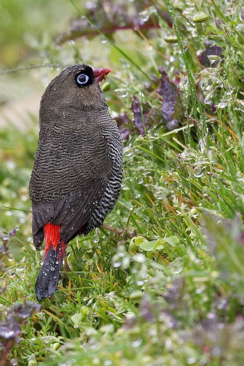 Beautiful Firetail - ML379931991