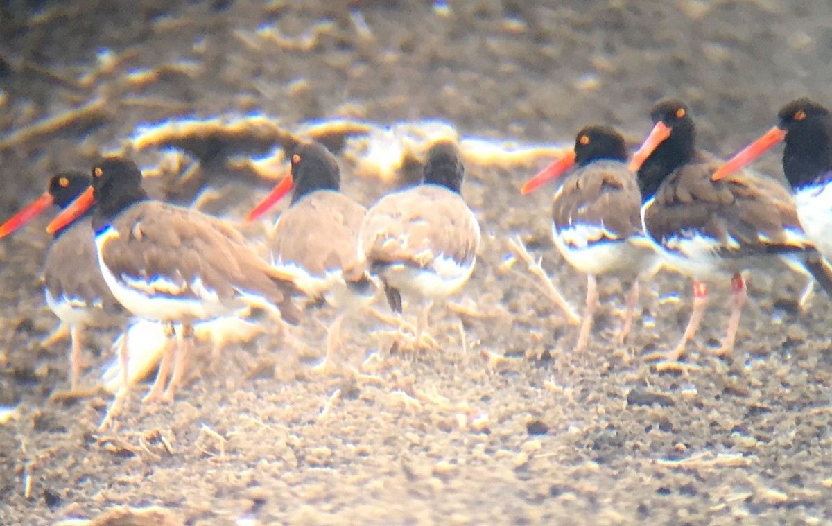 American Oystercatcher - ML37993261