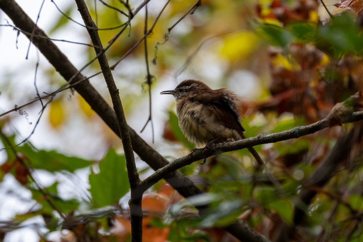 Carolina Wren - ML379933531